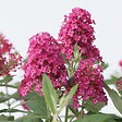 PLANT IN A BOX - Arbre à papillons - Set de 2 - Buddleja davidii 'Candy' - H30-40cm - ⌀19cm - vignette