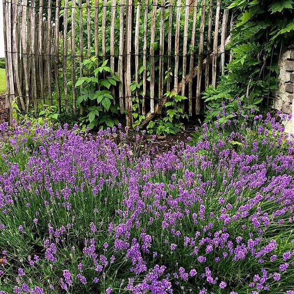 PLANT IN A BOX - Lavande vraie - Set de 12 - Lavandula angustifolia - Hauteur 10-15cm - ⌀10,5cm - large