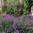 PLANT IN A BOX - Lavande vraie - Set de 12 - Lavandula angustifolia - Hauteur 10-15cm - ⌀10,5cm - vignette