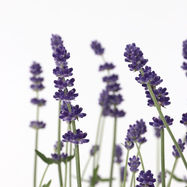 PLANT IN A BOX - Lavande vraie - Set de 12 - Lavandula angustifolia - Hauteur 10-15cm - ⌀10,5cm - large
