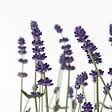 PLANT IN A BOX - Lavande vraie - Set de 12 - Lavandula angustifolia - Hauteur 10-15cm - ⌀10,5cm - vignette