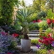 PLANT IN A BOX - Palmier de Chine - Set de 2 - Trachycarpus Fortunei - Hauteur 35-45cm - ⌀15cm - vignette