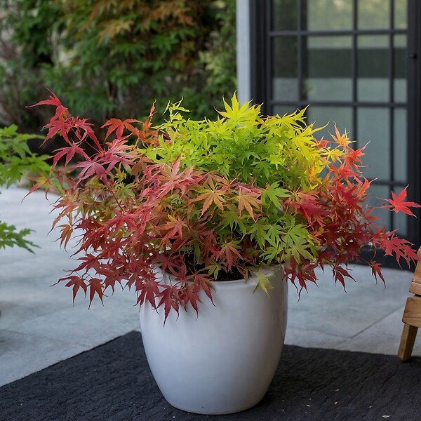PLANT IN A BOX - érable du Japon - Acer palmatum 'Festival' - Hauteur 60-70cm - âŒ€19cm - large