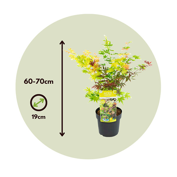 PLANT IN A BOX - érable du Japon - Acer palmatum 'Festival' - Hauteur 60-70cm - âŒ€19cm - large