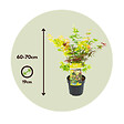 PLANT IN A BOX - érable du Japon - Acer palmatum 'Festival' - Hauteur 60-70cm - âŒ€19cm - vignette