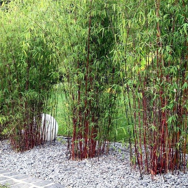 PLANT IN A BOX - Bambou - Set de 3 - Fargesia 'Asian Wonder' - Hauteur 25-40cm - ⌀13cm - large