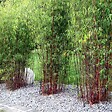 PLANT IN A BOX - Bambou - Set de 3 - Fargesia 'Asian Wonder' - Hauteur 25-40cm - ⌀13cm - vignette