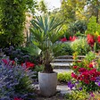 PLANT IN A BOX - Palmier de Chine - Set de 4 - Trachycarpus Fortunei - Hauteur 35-45cm - ⌀15cm - vignette