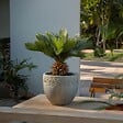 PLANT IN A BOX - Sagou du Japon - Cycas revoluta - Hauteur 45-60cm - ⌀15cm - vignette