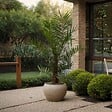 PLANT IN A BOX - Palmier Dattier nain - Phoenix roebelenii - Hauteur 80-90cm - ⌀21cm - vignette