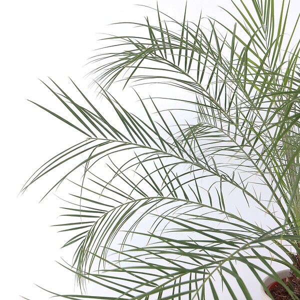 PLANT IN A BOX - Palmier Dattier nain - Phoenix roebelenii - Hauteur 80-90cm - ⌀21cm - large