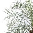 PLANT IN A BOX - Palmier Dattier nain - Phoenix roebelenii - Hauteur 80-90cm - ⌀21cm - vignette