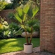 PLANT IN A BOX - Palmier de Washington - Washingtonia robusta - Hauteur 50-60cm - ⌀15cm - vignette