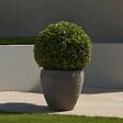 PLANT IN A BOX - Houx crenelé - Ilex crenata 'Jenny' - Hauteur 30-40cm - ⌀17cm - vignette
