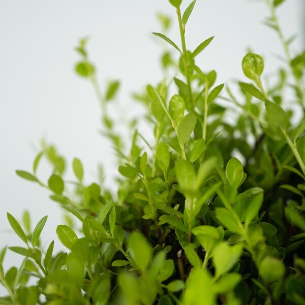 PLANT IN A BOX - Houx crenelé - Ilex crenata 'Jenny' - Hauteur 30-40cm - ⌀17cm - large