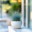 PLANT IN A BOX - Fétuque - Set de 6 - Festuca glauca 'Elijah Blue' - Hauteur 10-15cm - ⌀9cm - vignette
