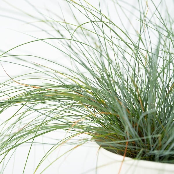 PLANT IN A BOX - Fétuque - Set de 6 - Festuca glauca 'Elijah Blue' - Hauteur 10-15cm - ⌀9cm - large