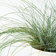 PLANT IN A BOX - Fétuque - Set de 6 - Festuca glauca 'Elijah Blue' - Hauteur 10-15cm - ⌀9cm - vignette