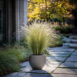 PLANT IN A BOX - Herbe aux plumes - Set de 6 - Stipa tenuifolia 'Pony Tails' - H20-30cm - ⌀9cm - vignette