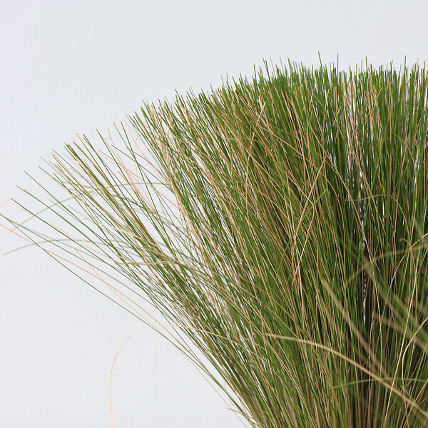 PLANT IN A BOX - Herbe aux plumes - Set de 6 - Stipa tenuifolia 'Pony Tails' - H20-30cm - ⌀9cm - large