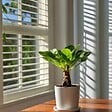 PLANT IN A BOX - Palmier hawaïen - Set de 2 - Brighamia 'Insignis' - Hauteur 25-35cm - ⌀12cm - vignette