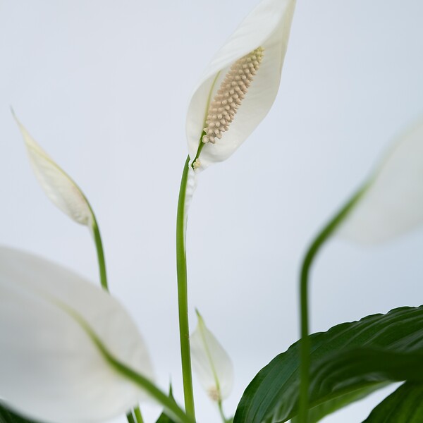 PLANT IN A BOX - Fleur de lune - Spathiphyllum 'Lima' - Hauteur 60-75cm - ⌀17cm - large
