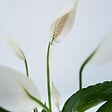 PLANT IN A BOX - Fleur de lune - Spathiphyllum 'Lima' - Hauteur 60-75cm - ⌀17cm - vignette