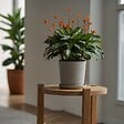 PLANT IN A BOX - Calathée - Calathea crocata 'Tassmania' - Hauteur 40-50cm - ⌀14cm - vignette
