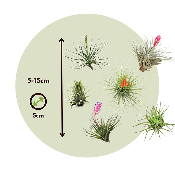 PLANT IN A BOX - Plante aérienne - Set de 10 - Tillandsia - Hauteur 5-15cm - ⌀5cm - large