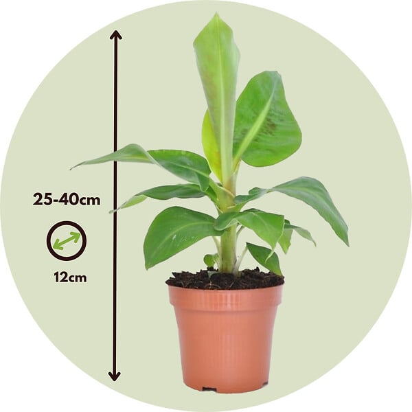 PLANT IN A BOX - Plantes d'intérieur tendance - Set de 4 - Hauteur 25-40cm - ⌀12cm - large