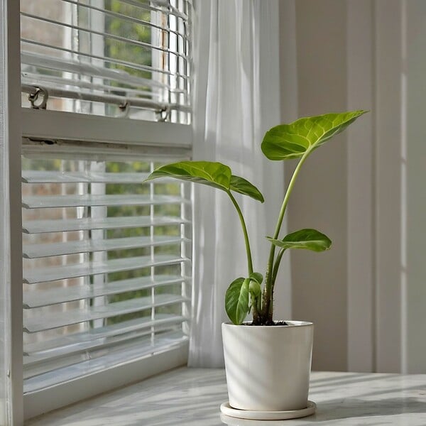 PLANT IN A BOX - Plante à grandes feuilles - Alocasia 'Macrorrhizos' - Hauteur 60-70cm - ⌀17cm - large