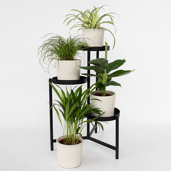 PLANT IN A BOX - Amical pour les animaux - Set de 4 - Pet Friendy Mix - Hauteur 25-40cm - ⌀12cm - large