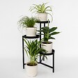 PLANT IN A BOX - Amical pour les animaux - Set de 4 - Pet Friendy Mix - Hauteur 25-40cm - ⌀12cm - vignette