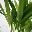 PLANT IN A BOX - Amical pour les animaux - Set de 4 - Pet Friendy Mix - Hauteur 25-40cm - ⌀12cm - vignette