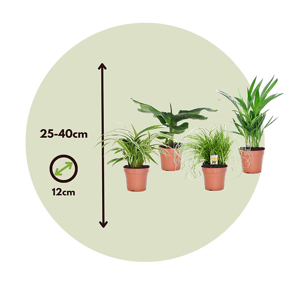 PLANT IN A BOX - Amical pour les animaux - Set de 4 - Pet Friendy Mix - Hauteur 25-40cm - ⌀12cm - large
