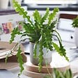 PLANT IN A BOX - Cactus orchidée - Epiphyllum 'Anguliger' - Hauteur 30-40cm - ⌀15cm - vignette