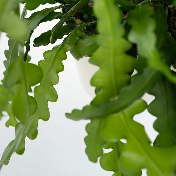 PLANT IN A BOX - Cactus orchidée - Epiphyllum 'Anguliger' - Hauteur 30-40cm - ⌀15cm - large