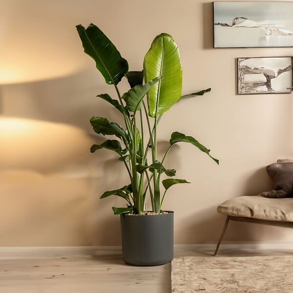PLANT IN A BOX - Oiseau de paradis - Strelitzia nicolai - Hauteur 55-70cm - ⌀17cm - large