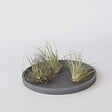 PLANT IN A BOX - Plante aérienne - Set de 6 - Tillandsia - Hauteur 5-15cm - ⌀5cm - vignette