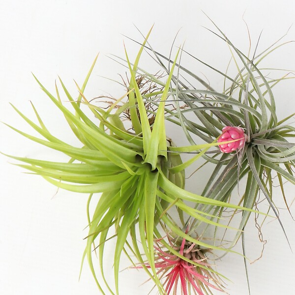 PLANT IN A BOX - Plante aérienne - Set de 6 - Tillandsia - Hauteur 5-15cm - ⌀5cm - large