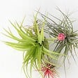 PLANT IN A BOX - Plante aérienne - Set de 6 - Tillandsia - Hauteur 5-15cm - ⌀5cm - vignette