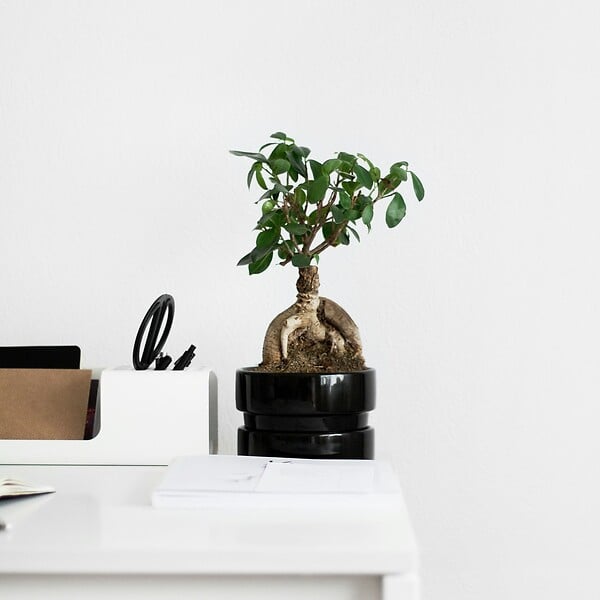 PLANT IN A BOX - Bonsaï - Set de 2 - Ficus microcarpa - Hauteur 30-40cm - ⌀12cm - large