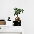 PLANT IN A BOX - Bonsaï - Set de 2 - Ficus microcarpa - Hauteur 30-40cm - ⌀12cm - vignette