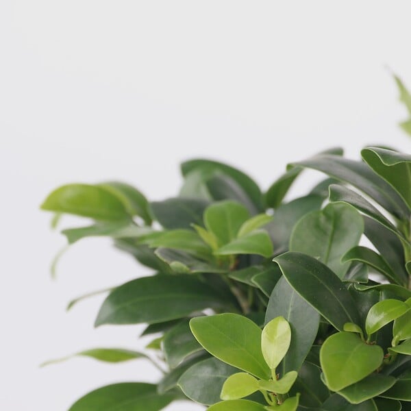 PLANT IN A BOX - Bonsaï - Set de 2 - Ficus microcarpa - Hauteur 30-40cm - ⌀12cm - large