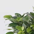 PLANT IN A BOX - Bonsaï - Set de 2 - Ficus microcarpa - Hauteur 30-40cm - ⌀12cm - vignette