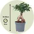 PLANT IN A BOX - Bonsaï - Set de 2 - Ficus microcarpa - Hauteur 30-40cm - ⌀12cm - vignette
