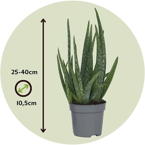 PLANT IN A BOX - Aloe vera - Set de 4 - Aloe barbadensis - Hauteur 25-40cm - ⌀10,5cm - large
