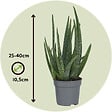 PLANT IN A BOX - Aloe vera - Set de 4 - Aloe barbadensis - Hauteur 25-40cm - ⌀10,5cm - vignette