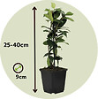 PLANT IN A BOX - Jasmin étoilé - Set de 3 - Trachelospermum jasminoides - Hauteur 25-40cm - ⌀9cm - vignette