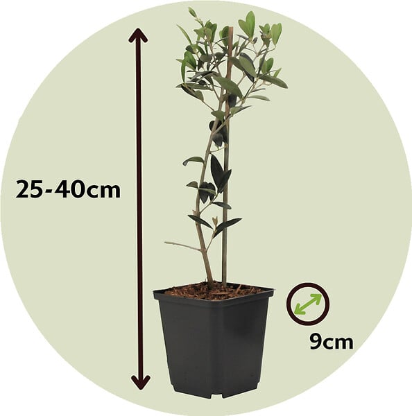 PLANT IN A BOX - Olivier - Set de 2 - Olea europaea - Hauteur 25-40cm - ⌀9cm - large